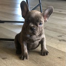 chad.greenwood on One Bite Pizza App