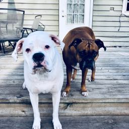 benjamin.cole on One Bite Pizza App