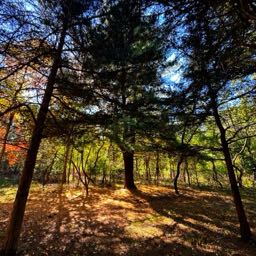 the.wolf. on One Bite Pizza App