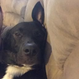 daniel.schulman on One Bite Pizza App