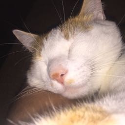 durrl on One Bite Pizza App