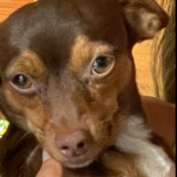 chess on One Bite Pizza App