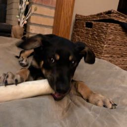 spencer.gallaher on One Bite Pizza App