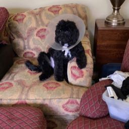 lawson.smith on One Bite Pizza App