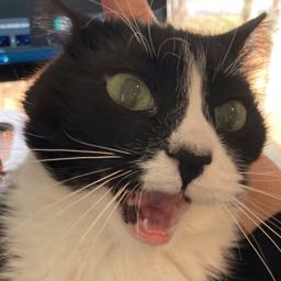 charlie.melega on One Bite Pizza App