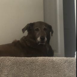 king.kanab on One Bite Pizza App