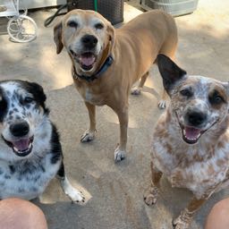 ted.mcmullen on One Bite Pizza App