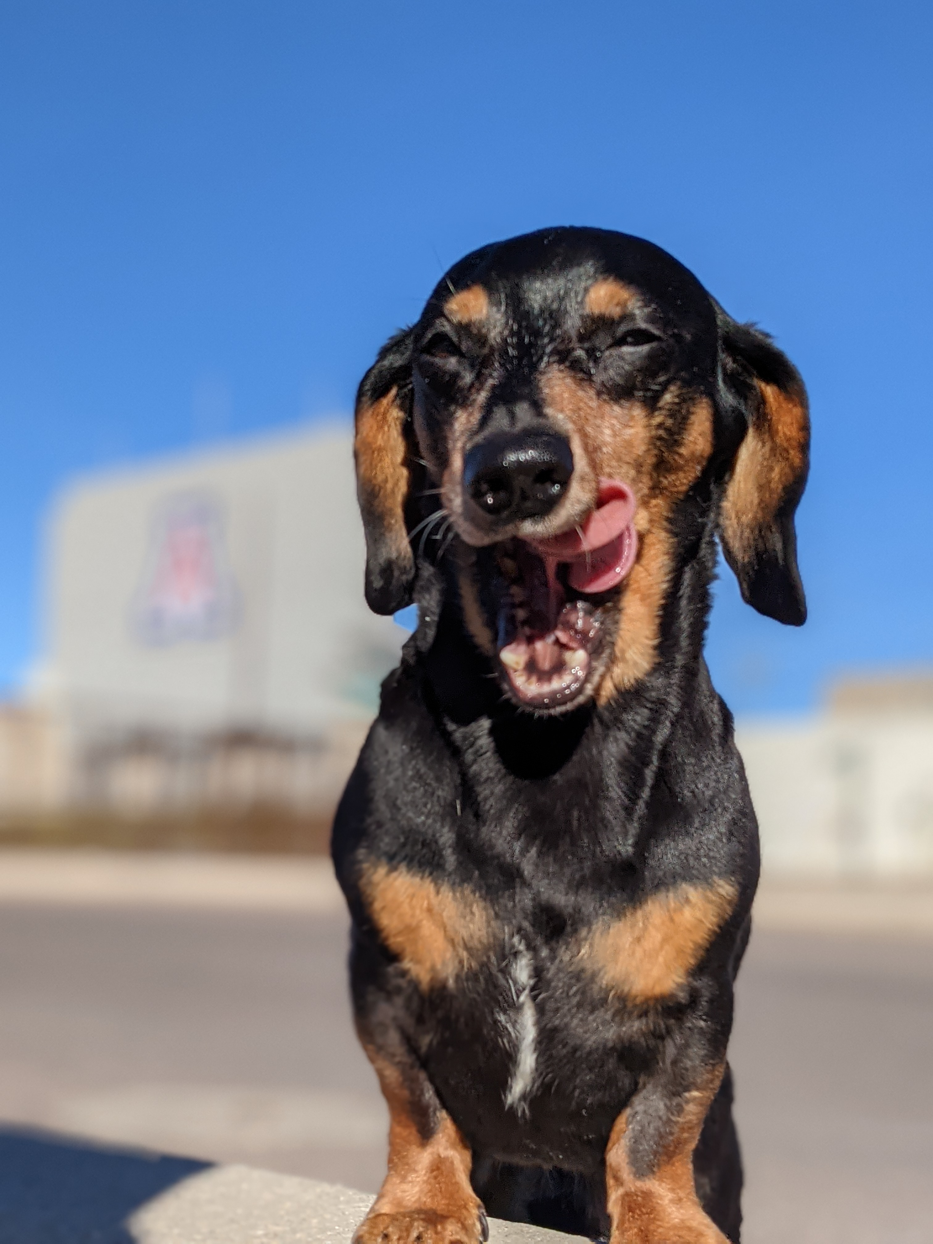 riley.dude on One Bite Pizza App