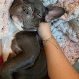 jacob.rochleau on One Bite Pizza App