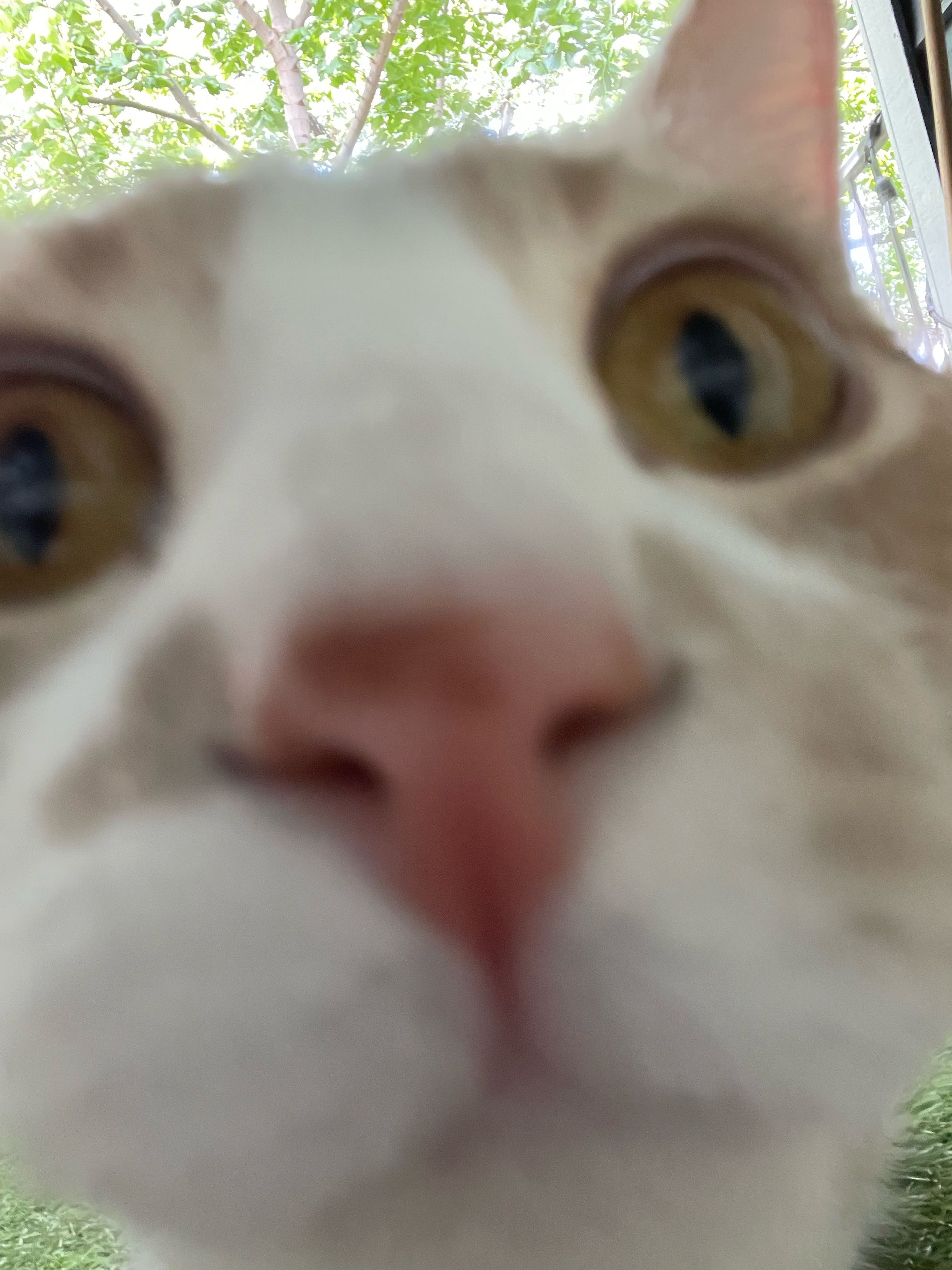 wellingtonbear on One Bite Pizza App