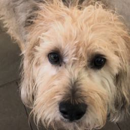 dylan.embry on One Bite Pizza App