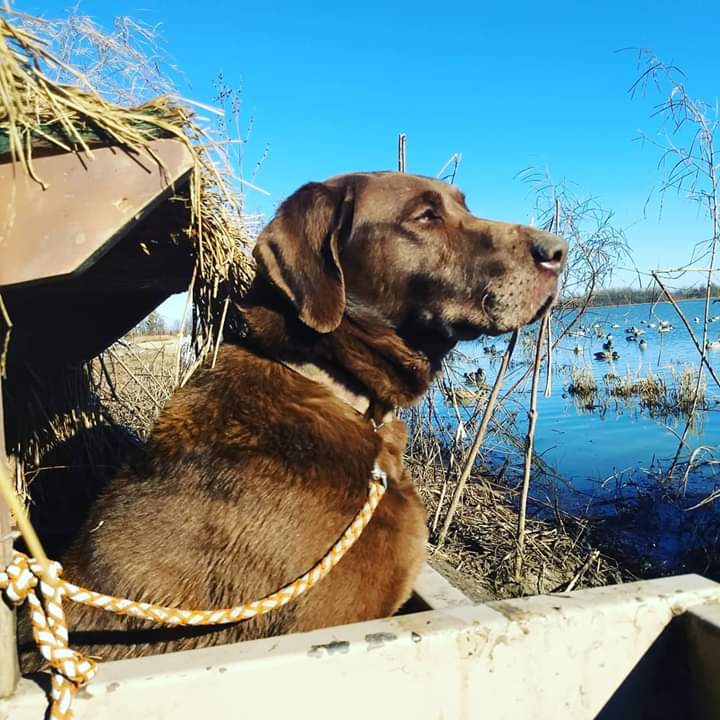 mark.bowyer on One Bite Pizza App