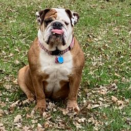 travis.olmscheid on One Bite Pizza App