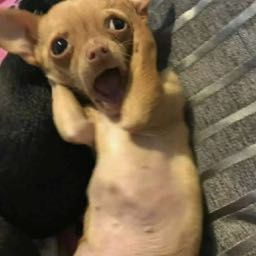 harryhorvath on One Bite Pizza App