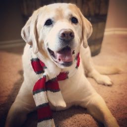 b-17 on One Bite Pizza App