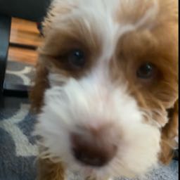 mark.veloff on One Bite Pizza App