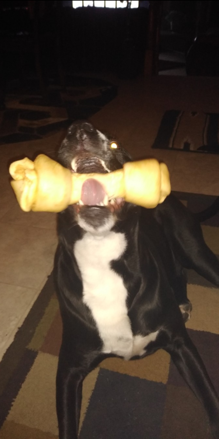 tyger on One Bite Pizza App