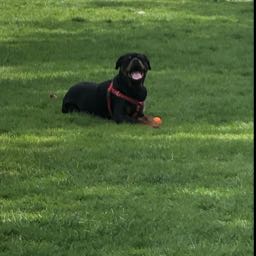 fox.verveckken on One Bite Pizza App