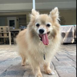 adam.schuyler on One Bite Pizza App