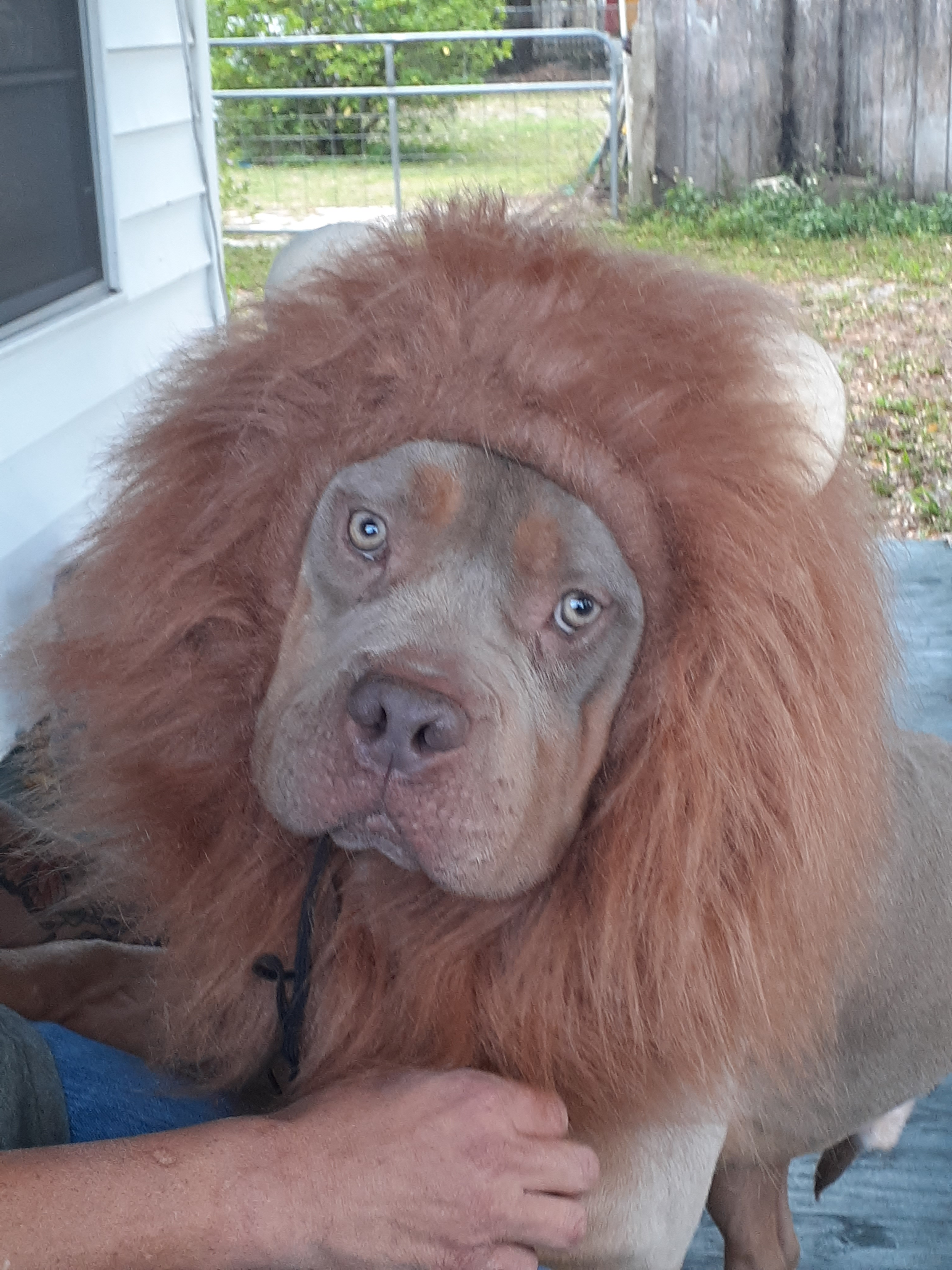 cscotti.francis on One Bite Pizza App