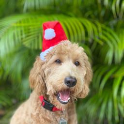 josh.b.edelman on One Bite Pizza App