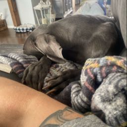 christopher.auen on One Bite Pizza App