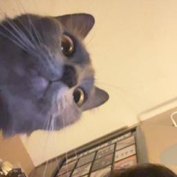 samsungoreally on One Bite Pizza App