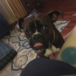 kc.mcgee on One Bite Pizza App