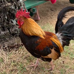 c2w on One Bite Pizza App