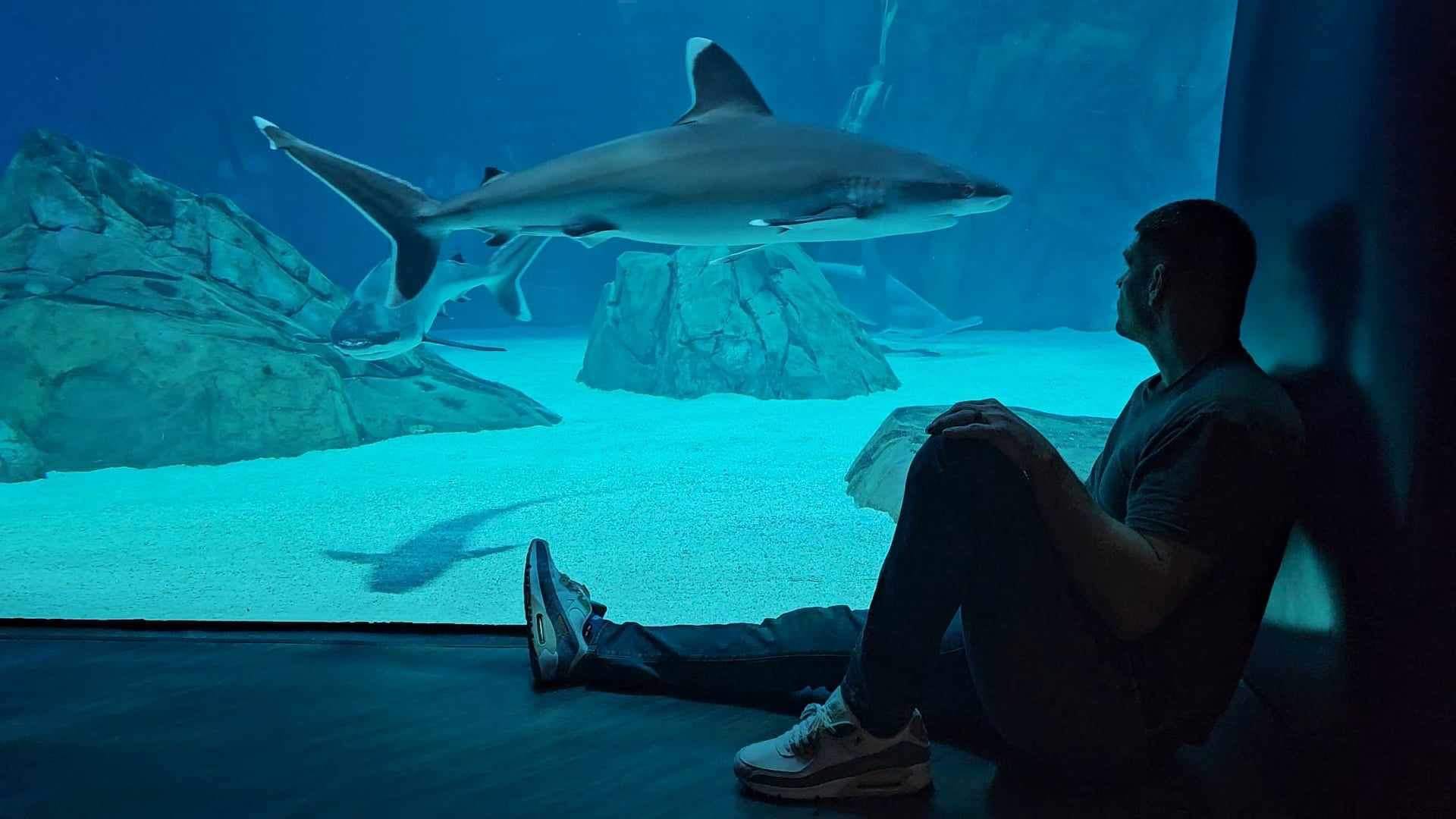 notw on One Bite Pizza App