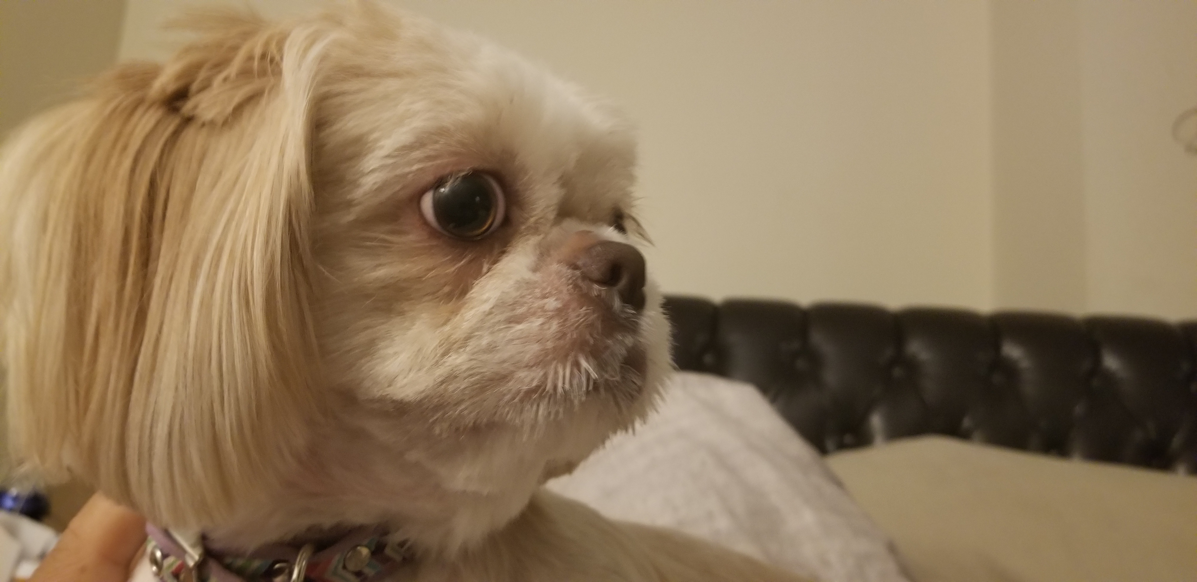 rod.samchez on One Bite Pizza App