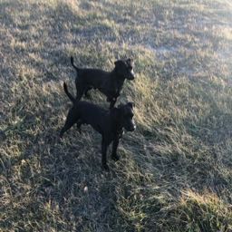 mike.lattimer on One Bite Pizza App