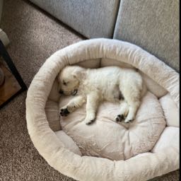 brikelly97 on One Bite Pizza App