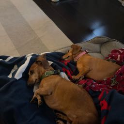 brian.suever on One Bite Pizza App