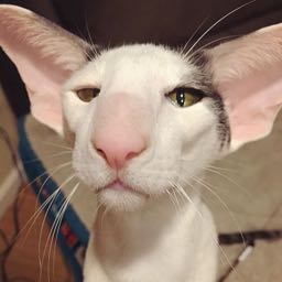 invalidusername on One Bite Pizza App