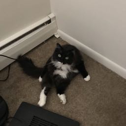 kory.k on One Bite Pizza App