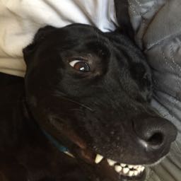 eddie.stalphabet on One Bite Pizza App