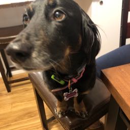 russ.bakes on One Bite Pizza App