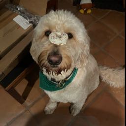 paul.hinman1 on One Bite Pizza App