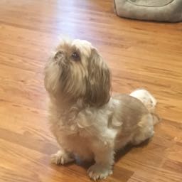 oof12 on One Bite Pizza App