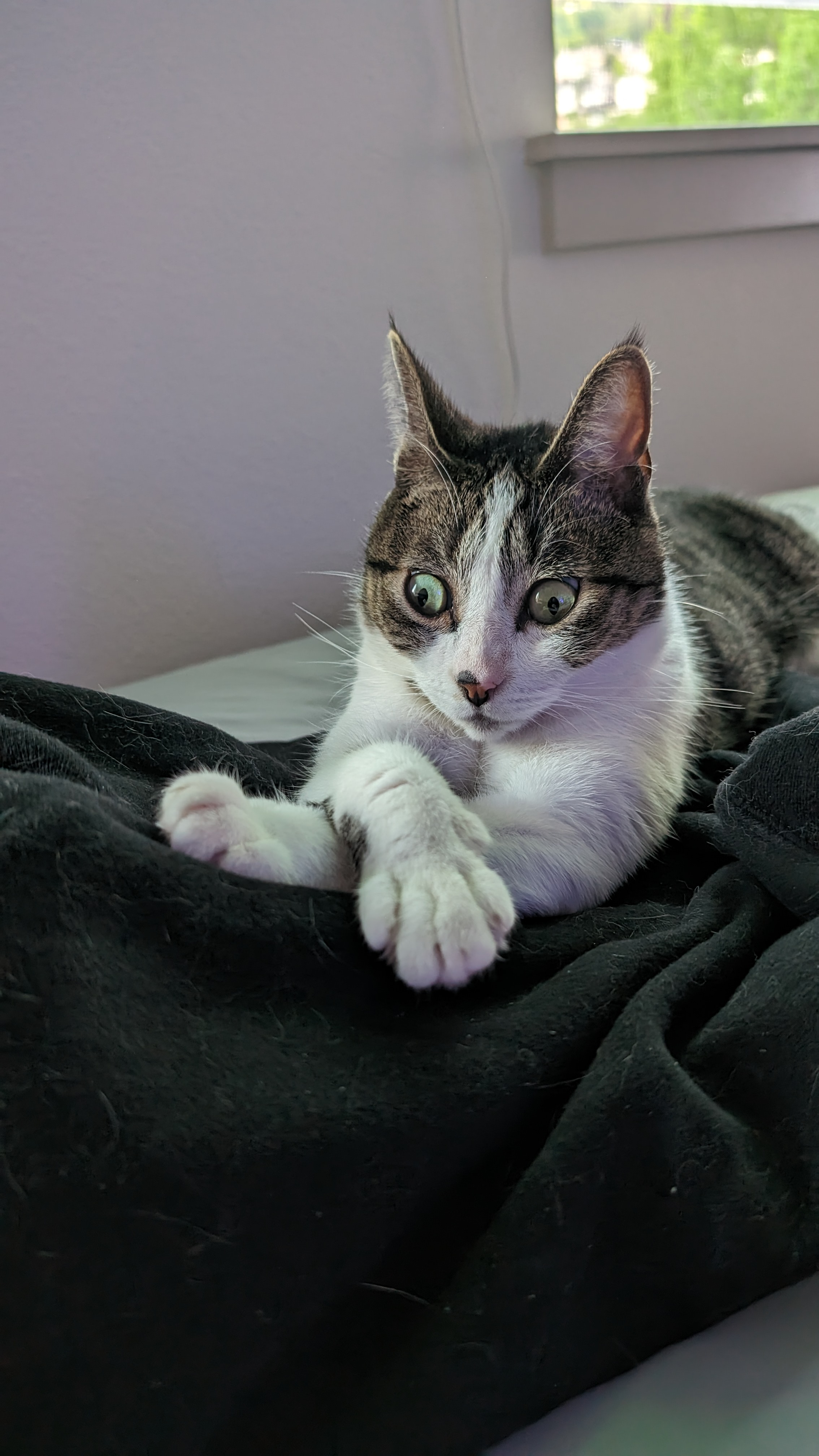 rowan.brown on One Bite Pizza App