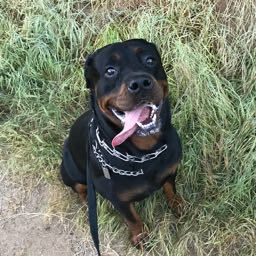 john.grooms on One Bite Pizza App