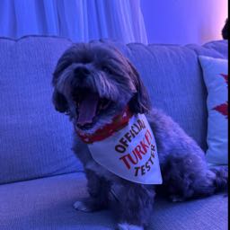 merina.pizza on One Bite Pizza App