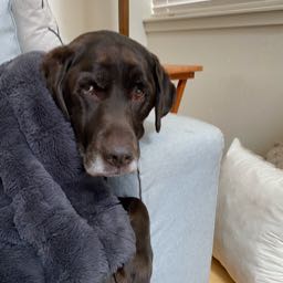 olivefam on One Bite Pizza App