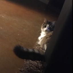 cory.majid on One Bite Pizza App