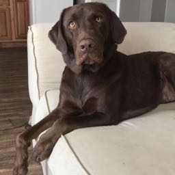 trevor.williams on One Bite Pizza App