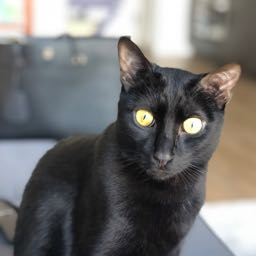 dberggg on One Bite Pizza App