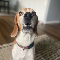 lance.bradley on One Bite Pizza App