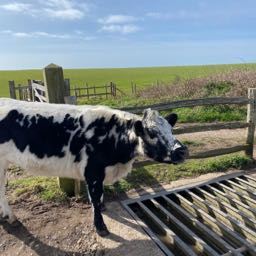 matt.caliendo on One Bite Pizza App