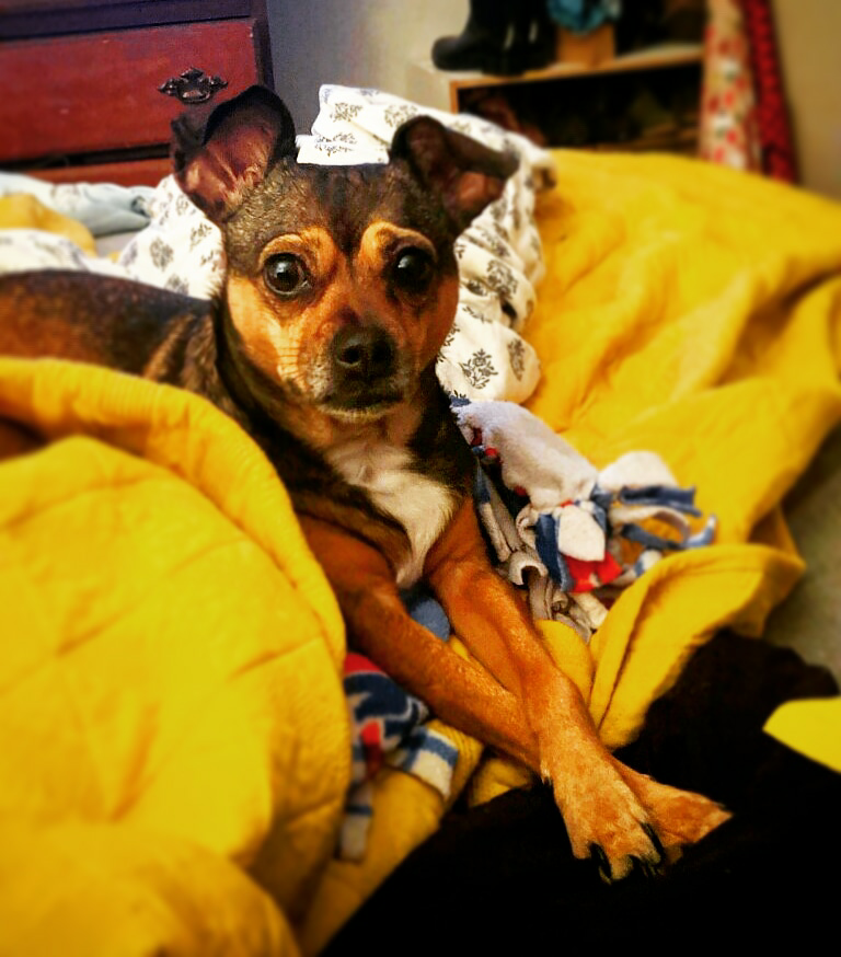 jfdv3 on One Bite Pizza App